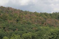 Das Foto zeigt einen Hang auf dem ein Laubmischwald wächst. Zwischen den grünen Kronen sind immer wieder viele braune oder kahle Baumkronen. 