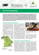 LWF Merkblatt zum Feuersalamander