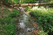 Bachlauf in einem Laubwald