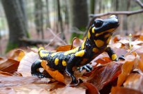 Schwarzer Salamander mit gelben Punkten auf Buchenlaub