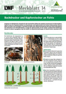 Titel Borkenkäfer an Fichte LWF-Merkblatt 14