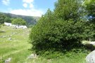 Dunkelgrüner Nadelbaum steht an einem Hang auf einer mit Felsgeröll bedeckten Bergwiese.