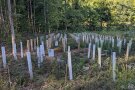 Das Foto zeigt Plastikröhren in den Farben weiß und braun zwischen Jungwuchs und Sträuchern aufrecht im Waldboden befestigt