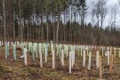 Auf dem Foto sieht man viele Plastikrohre in den Farben grün, weiß und braun die in den Waldboden einer baumfreien Fläche gesteckt sind. Ab der Mitte des Bildausschnittes nach oben beginnt ein Mischwald mit Nadelbäumen und Laubbäumen.