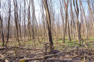 Laubwald im Frühling noch ohne Blätter.