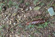 Das Foto zeigt einen Waldboden der aus Erde und grobem Kies besteht, darauf wachsen Baumkeimlinge und ein Fichtenzapfen liegt in der Mitte.