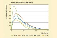 Grafik die Höhenzuwachs im Verhältnis zu Alter angibt: Birke zu Beginn stark, Lärche, fichte, Buche und Eiche mittelmäßig