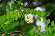 Biene summt vor weißen Blüten.