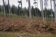 Buchennaturverjüngung, etwa 1,5 Meter hoch