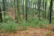 Alter Rotbuchenwald mit Verjüngung von Ilex aquifolium.