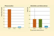 Zwei Balkendiagramme, das linke zeigt die Pflanzenzahlen, wobei rot (Buche) deutlich über Fichte und Tanne dominiert. Rechts Mittelhöhe und Höhenrahmen, rot (Buche) gleich mit Fichte (grün) auf, blau (Tanne) bei etwa einem Drittel