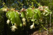 Ein beblätterter Zweig der Rotbuche mit weißen, männlichen Blüten