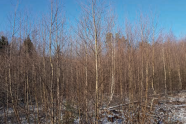 Blick in eine erfolgreiche Moorbirkensaat mit dünnen Stämmchen