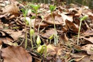 Buchenkeimlinge, die durch die Buchenstreu stoßen