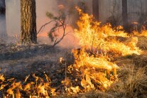 Bodenfeuer in einem Kiefernwald.