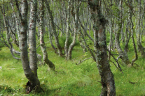 Blick in einen Moorbirkenwald