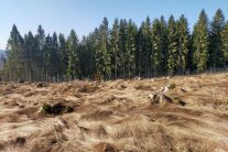 Freifläche mit Grasbewuchs vor einem Waldrand