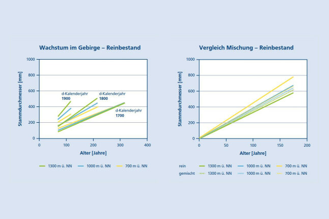 Liniendiagramm zeigt das Wachstum der Buchen im Gebirge, Vergleich Reinbestand und Mischung 