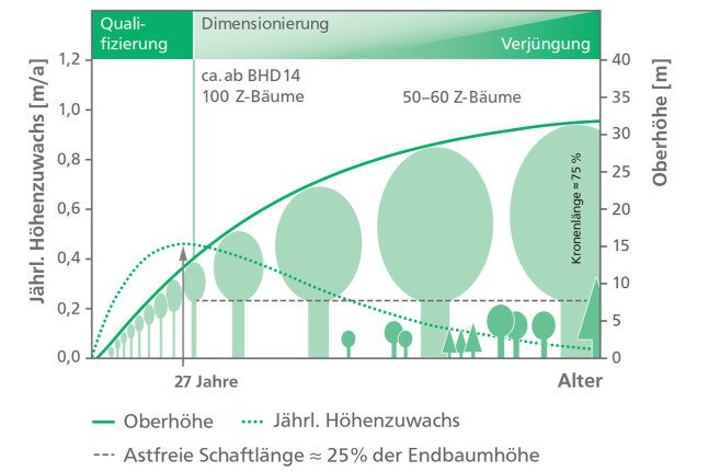 Schematische Darstellung der verschiedenen waldbaulichen Behandlungsabschnitte