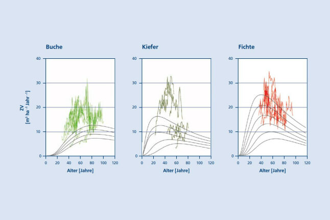Liniendiagramme zeigen den absoluten Volumenzuwachs von Buche, Kiefer und Fichte
