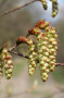 Blüten (Foto: G. Aas)