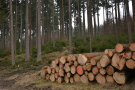 Holzpolter vor lichtem Altholz.