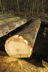 Mehrere starke Stammabschnitte liegen an einem Waldweg.