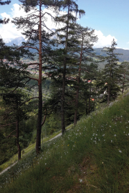 Ein Berghang mit lichten Kiefern und hohem Gras auf dem Boden wachsend