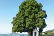 Alte Linde steht in Landschaft neben kleiner Kapelle.