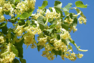 Äste mit Blättern und Blüten der Winterlinde