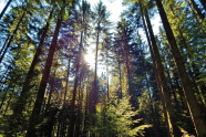 Weißtannenbstand im Sonnenlicht