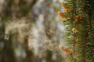 Fichtenblüten mit fliegenden Pollen