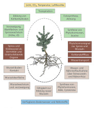 Die optimale Forstpflanze – die ausbalancierte, wechselseitige, funktionale Beziehung zwischen Spross und Wurzel ist wichtige Voraussetzung für hohe morphologische und physiologische Plastizität, erfolgreiche Etablierung und gutes Wachstum.Quelle: U. Wasem WSL. 