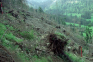 Sturmwurffläche am Hang