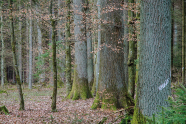 Eichen und Hainbuchen in einem Wald