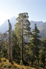 Bergpanorama mit Kiefern im Vordergrund