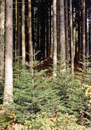 Tannenbestand mit Naturverjüngung