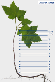 Ein junger Ahorn, auf dem die einzelnen Lebensjahre markiert sind