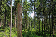 Abgestorbener, abgebrochener Nadelbaum