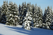 Schneebedeckter Nadelwald. In der Mitte sieht man einen Hochsitz.