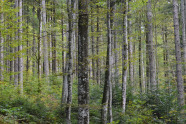 Blick in einen Fichten-Tannen und Buchenbestand mit üpiger Vegetation am Boden.