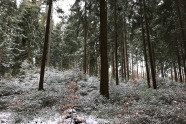 Fichtenwald mit Schnee