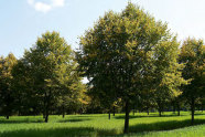 Parkähnlicher Baumbestand