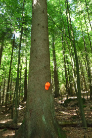 Dicker Baum