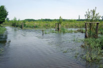 Überflutete Waldfläche.