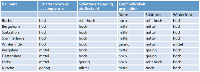 Tabelle zur Bewertung der Eigenschaften für die Konkurrenzfähigkeit von Laubbaumarten. Weitere Informationen siehe Text.
