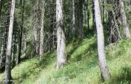 Fichtendominierter Bestand am Hang