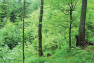 Struktuerierter Waldbestand