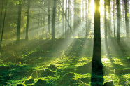 Waldbestand mit moosbewachsendem Boden in den die Sonne scheint.