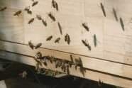 Holzkasten mit Schlitz an dem viele Bienen krabbeln und fliegen.